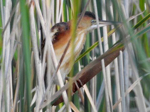 Least Bittern